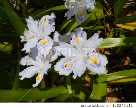 Flowers of Shaga Flowers of Shaga 120245111