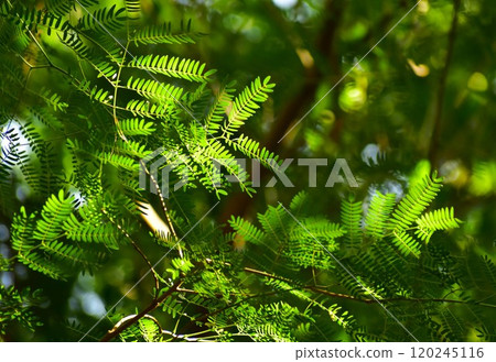 銀杏葉在透過樹林的陽光照射下閃閃發光 120245116