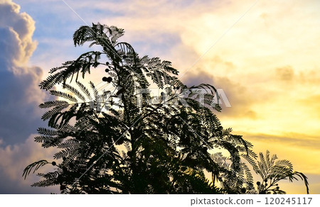 黃昏的天空和Ginnemu 120245117