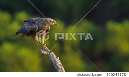Black Kite 120245178