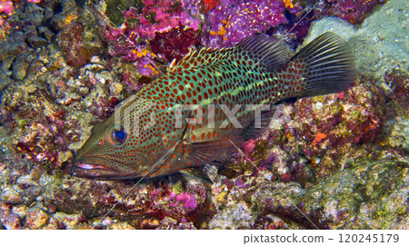 White-lined Grouper, South Ari Atoll, Maldives 120245179