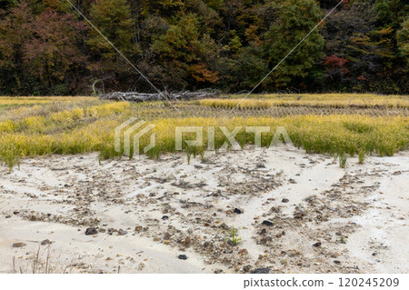Rice fields in autumn with mud flowing into them due to heavy rains 120245209