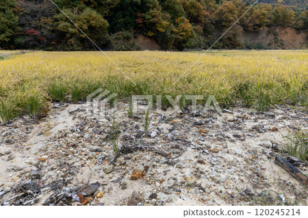 秋季稻田因大雨而被土沙淹沒 秋季稻田因大雨而被土沙淹沒 120245214