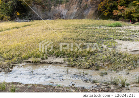 Rice fields in autumn with mud flowing into them due to heavy rains Rice fields in autumn with mud flowing into them due to heavy rains 120245215