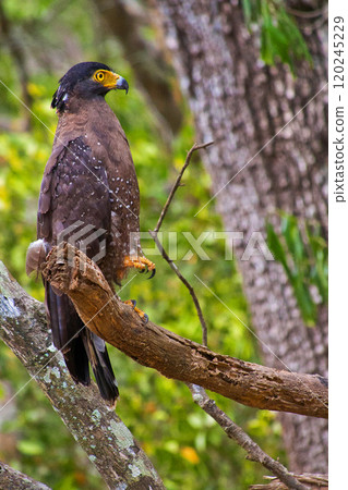 Crested Serpent Eagle, Wilpattu National Park, Sri Lanka 120245229