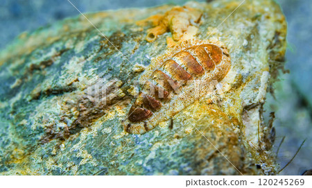 Chiton, Cabo Cope-Puntas del Calnegre Natural Park, Spain 120245269
