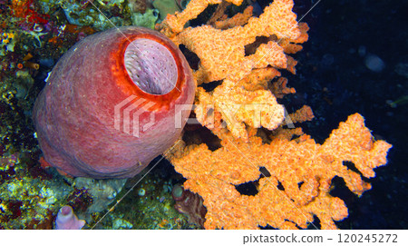Tube Sponge, Bunaken National Marine Park, Indonesia 120245272