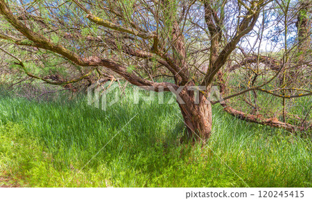 Tamarisk, Tablas de Daimiel National Park, Spain 120245415
