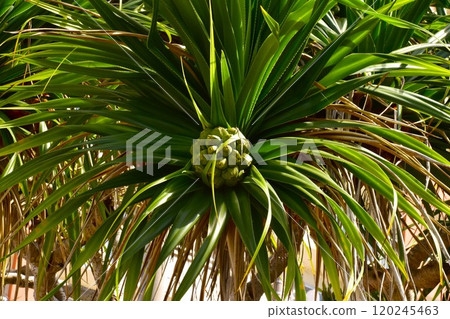 Pandanus fruits at the entrance to Awase Kaigandori 120245463