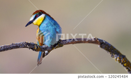 Bee-eater 120245484