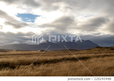 Landscape with yellow golden grass, Iceland 120245496