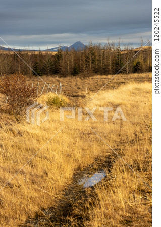 Landscape with yellow golden grass, Iceland Landscape with yellow golden grass, Iceland 120245522