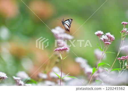 白楊蝴蝶在藤葉釜的花朵周圍飛翔 120245562