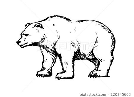Vector drawing. Cute big bear Vector drawing. Cute big bear 120245603