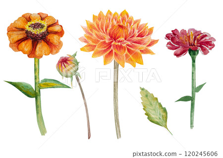Watercolor illustration of orange dahlia and zinnia flower with green leaves. Hand drawn autumn flowers for floral design and nature theme Watercolor illustration of orange dahlia and zinnia flower with green leaves. Hand drawn autumn flowers for floral design and nature theme 120245606