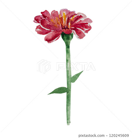 Watercolor illustration of zinnia flower with green leaves. Hand drawn zinnia for floral design and nature theme Watercolor illustration of zinnia flower with green leaves. Hand drawn zinnia for floral design and nature theme 120245609