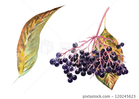 Watercolor botanical illustration of elderberry with yellow leaves. Hand drawn elderberry in autumn 120245623