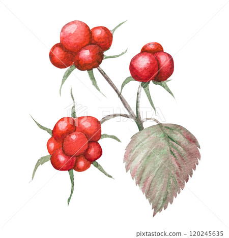 Watercolor illustration of bramble berry, hand drawn bramble 120245635