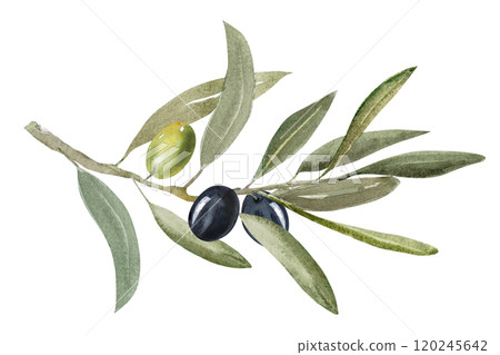 Watercolor illustration of olive branch with olives, with ripe and green olives 120245642