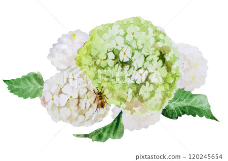 Watercolor illustrations with branches and flowers of white viburnum. Hand painted watercolor spring set with a bouquet of white viburnum Watercolor illustrations with branches and flowers of white viburnum. Hand painted watercolor spring set with a bouquet of white viburnum 120245654