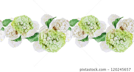 Watercolor illustrations seamless border with branches and flowers of white viburnum. Hand painted watercolor spring seamless border with a bouquet of white viburnum Watercolor illustrations seamless border with branches and flowers of white viburnum. Hand painted watercolor spring seamless border with a bouquet of white viburnum 120245657