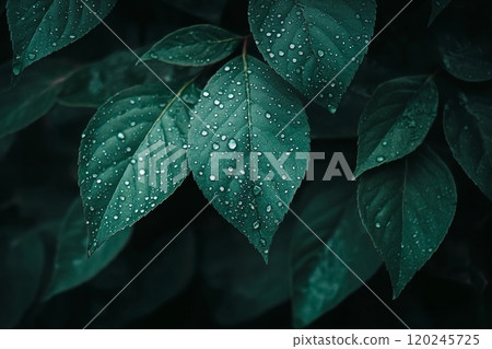 Close-up of a green leaf with water droplets. 120245725