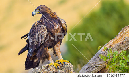 Golden Eagle, Mediterranean Forest, Spain Golden Eagle, Mediterranean Forest, Spain 120245751