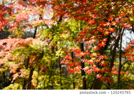 Yellow-green and red gradation of autumn leaves 120245765