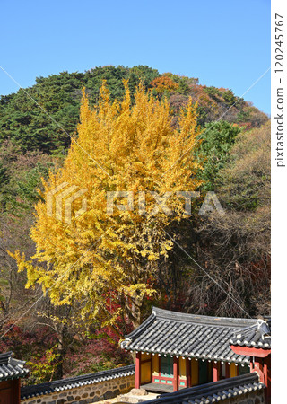 Namhansanseong Fortress in Autumn: Ginkgo Trees and Hyeonjeolsa Shrine [Gyeonggi-do, Korea] 120245767