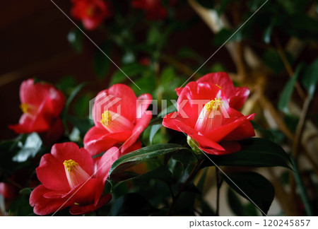 Camellia, Camellia flower, Bush camellia, Snow camellia 120245857