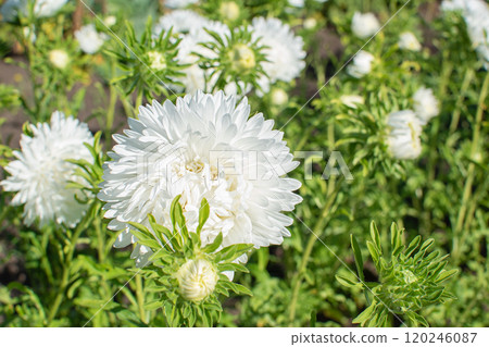 White aster on a flower bed. Flowers in the botanical garden. White aster on a flower bed. Flowers in the botanical garden. 120246087