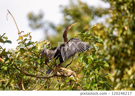 Snakebird, darter, American darter, or water turkey, Anhinga anhinga, Costa Rica 120246217
