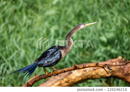 Snakebird, darter, American darter, or water turkey, Anhinga anhinga, Costa Rica 120246218