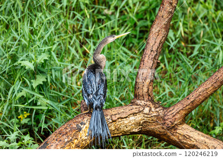 Snakebird, darter, American darter, or water turkey, Anhinga anhinga, Costa Rica 120246219