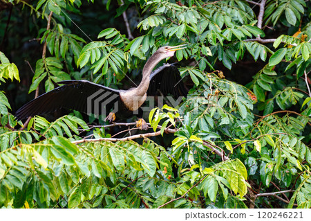 Snakebird, darter, American darter, or water turkey, Anhinga anhinga, Costa Rica 120246221
