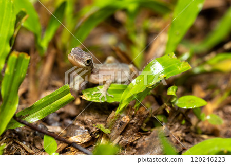Anolis Limifrons, Cano Negro, Costa Rica 120246223