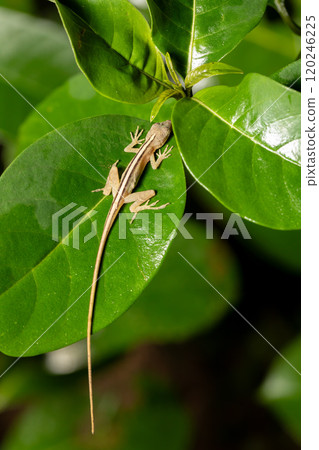 Anolis Limifrons, Cano Negro, Costa Rica 120246225