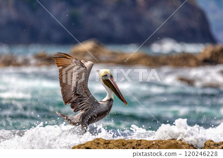 Brown pelican (Pelecanus occidentalis) Ocotal Beach, Costa Rica 120246228