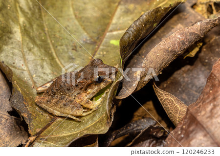 Craugastor ranoides, species of frog in the family Craugastoridae. Tarcoles, Costa Rica wildlife. Craugastor ranoides, species of frog in the family Craugastoridae. Tarcoles, Costa Rica wildlife. 120246233