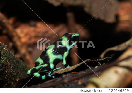 Green-and-black poison dart frog (Dendrobates auratus), Arenal, Costa Rica 120246239