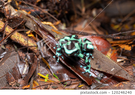 Green-and-black poison dart frog (Dendrobates auratus), Arenal, Costa Rica 120246240