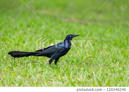 Great-tailed grackle or Mexican grackle, Quiscalus mexicanus. Rincon de la Vieja National Park, Guanacaste Province, Costa Rica 120246246