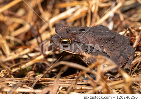 Gulf Coast toad (Incilius valliceps). Refugio de Vida Silvestre Cano Negro, Costa Rica Wildlife 120246250