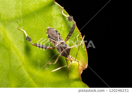 Leptoglossus subauratus, genus of true bugs. Refugio de Vida Silvestre Cano Negro, Wildlife and birdwatching in Costa Rica. 120246251