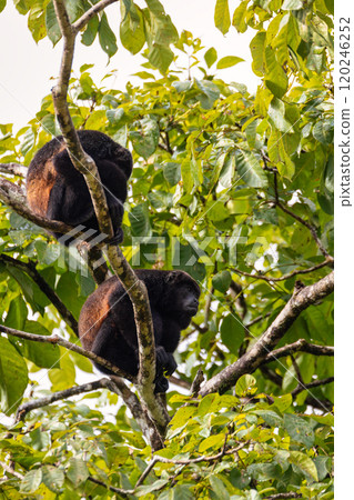 Mantled howler, Alouatta palliata, Refugio de Vida Silvestre Cano Negro, Wildlife and birdwatching in Costa Rica. Mantled howler, Alouatta palliata, Refugio de Vida Silvestre Cano Negro, Wildlife and birdwatching in Costa Rica. 120246252