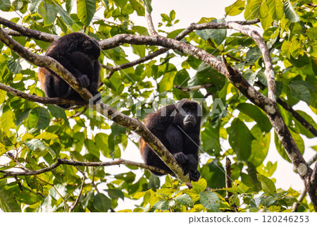 Mantled howler, Alouatta palliata, Refugio de Vida Silvestre Cano Negro, Wildlife and birdwatching in Costa Rica. Mantled howler, Alouatta palliata, Refugio de Vida Silvestre Cano Negro, Wildlife and birdwatching in Costa Rica. 120246253