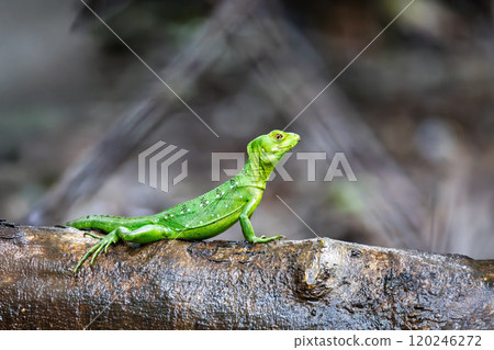 Plumed green basilisk female, Basiliscus plumifrons, Cano Negro, Costa Rica wildlife 120246272