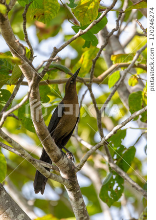 Great-tailed grackle or Mexican grackle (Quiscalus mexicanus). Liberia, Wildlife and birdwatching in Costa Rica. 120246274