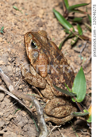 Rhinella horribilis, giant toad frog, located in Mesoamerica and north-western South America. Costa Rica wildlife 120246278