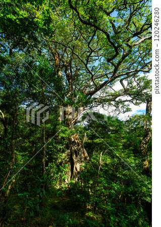 Stream in green Tropical Rain Forest, Rincon de la Vieja, Province, Costa Rica Stream in green Tropical Rain Forest, Rincon de la Vieja, Province, Costa Rica 120246280